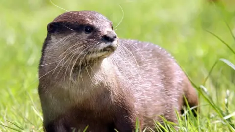 Press Association Otter