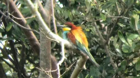 Robin Mawer Bee-eater