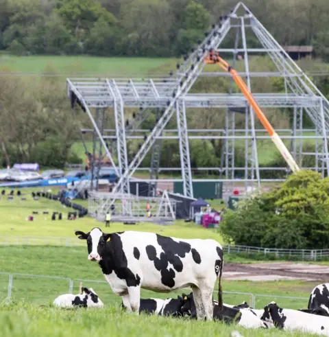 Glastonbury Festival Cows gather near Glastonbury's Pyramid Stage