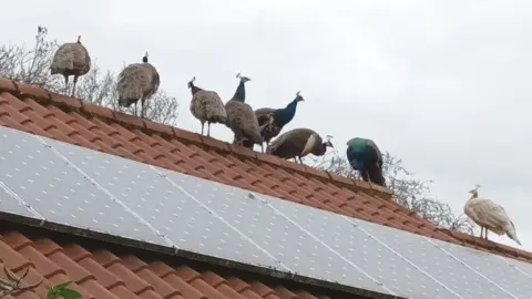 Sally Saunders Peacocks on a roof in Dereham