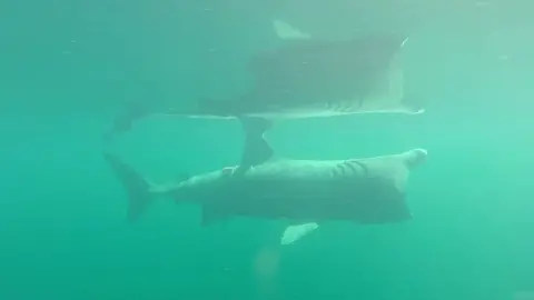 WHOI Basking shark