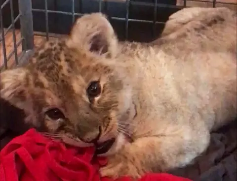 AFP The lion cub lies down in a cage playing with a red rag