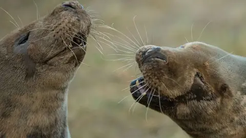 Getty Images Seals in Grimsby