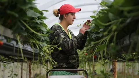 Getty Images A strawberry picker in a greenhouse