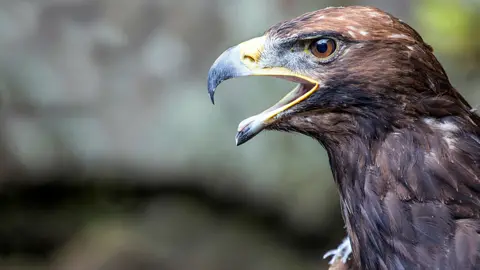 Getty Images Golden Eagle