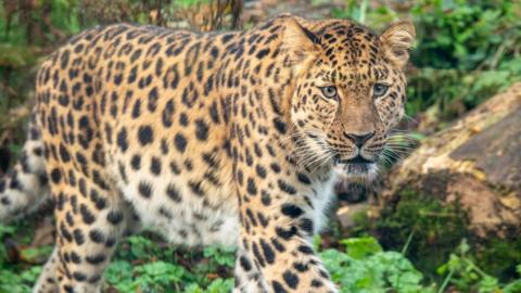 Chester Zoo welcomes first snow leopards in its 93-year history - BBC News