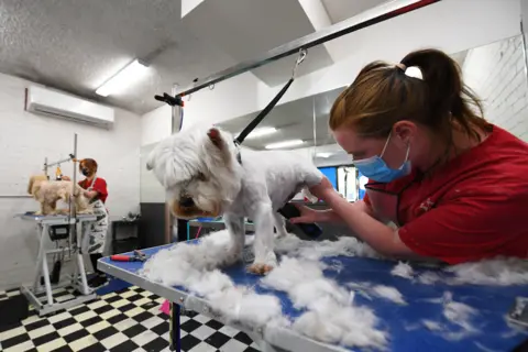 JAMES ROSS / EPA Two dogs get a hair cut