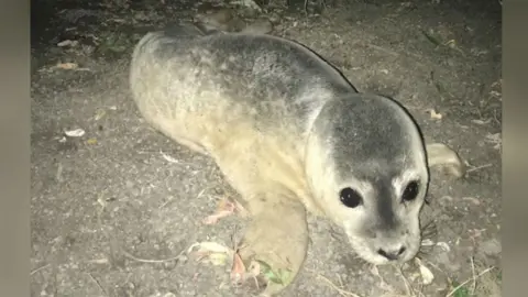 Fenland Animal Rescue Rescued seal pup
