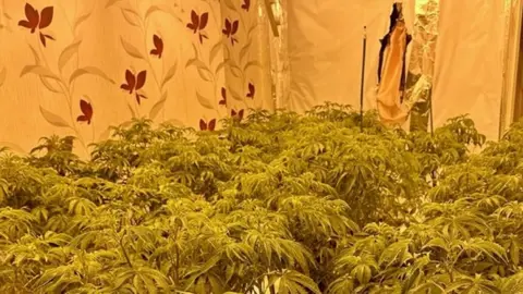 Cleveland Police Cannabis plants