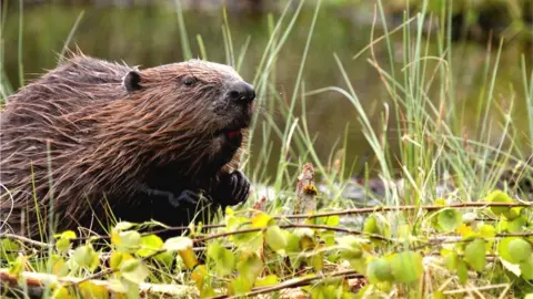 Getty Images European beaver