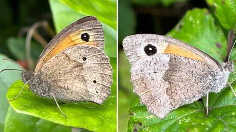  Professor Richard ffrench-Constant Female meadow brown butterflies