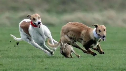 Getty Images Hare coursing