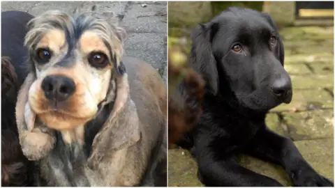 Jane Jenkins Bandit the cocker spaniel (left) and Arthur the Labrador pup (right)