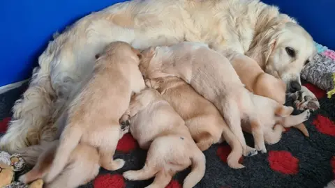 Guide Dogs Ela with her puppies