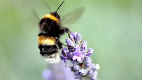BBC A bumble-bee feeding from lavender