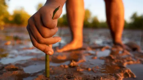 Ecologi Tree planting in Madagascar