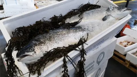 SSPO Scottish salmon