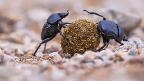 Getty Images beetles