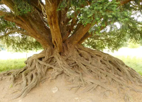 Woodland Trust Waverley Abbey yew tree