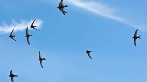 RSPB Scotland Swifts