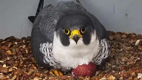 RSPCA plea after owl rescued from fishing wire in Hastings - BBC News