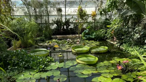 BBC Giant Amazonian water lilies