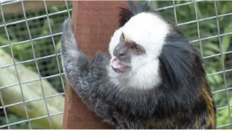 A monkey climbing