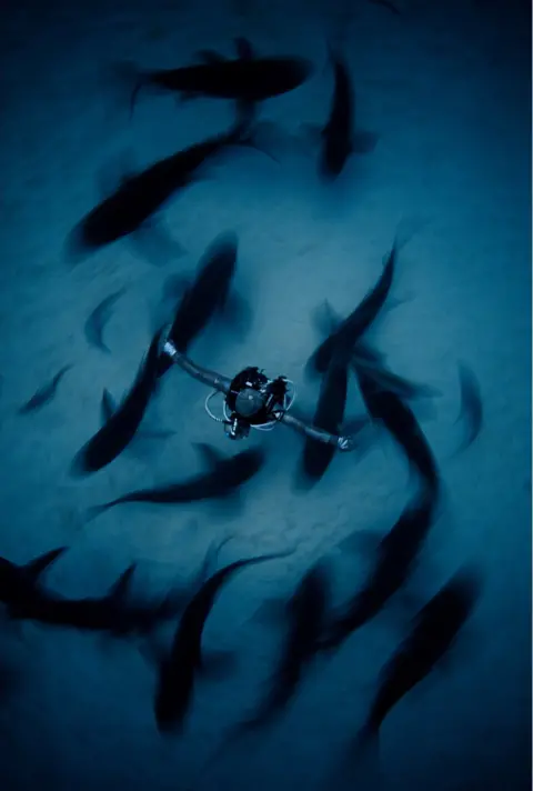 Fan Ping/UPY 2018 Shark behaviourist Cristina Zenato surrounded by sharks in The Bahamas