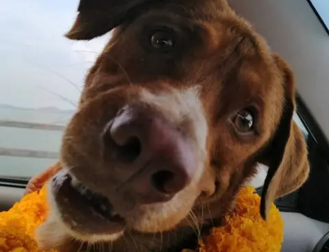 ViralPress The dog appeared happy to be back on land