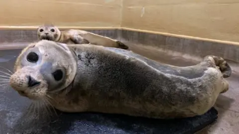 RSPCA seals at East WInch