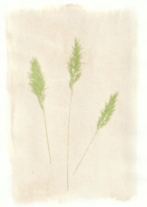 Tim Boddy An anthotype print of three green pieces of wheat