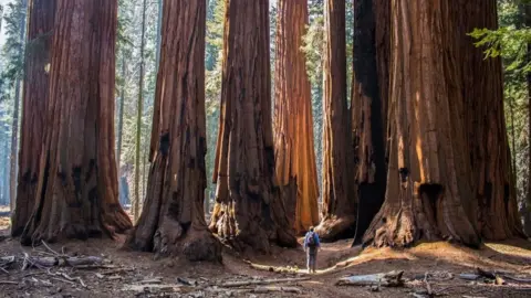 Getty Images Giant sequoia (file photo)