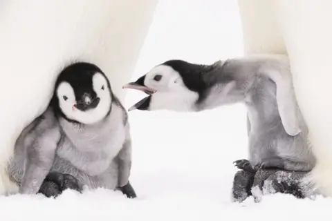 Kaiserpinguine: Fotograf Stefan Christmann begleitete ein Pinguin-Pärchen