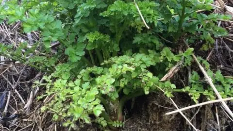 Josh Quick Dead man's fingers