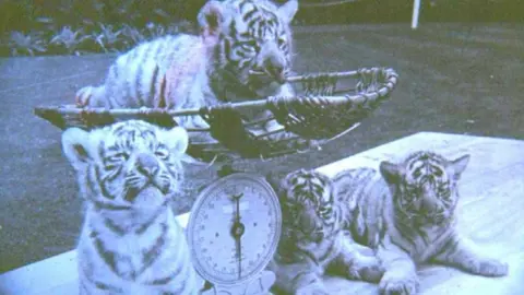 Bristol Zoo Cubs being weighed