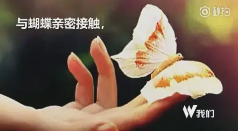 Beijing News Screengrab of an online ad for the butterfly exhibition in China's Guangxi taken from a video