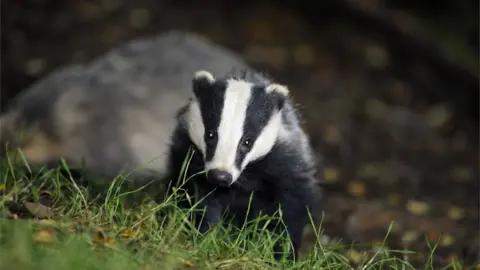 PA Badger