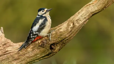 Daniel Hauck Great Spotted Woodpecker