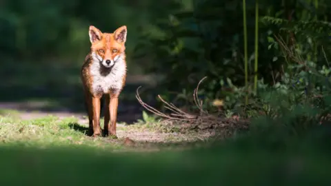 Getty Images Stock image of fox