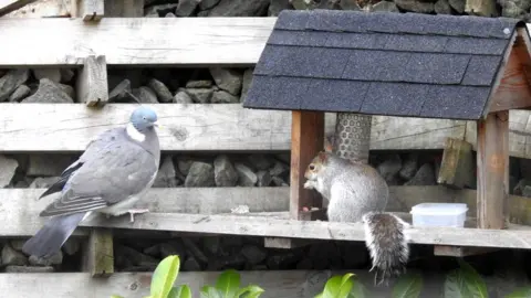 Kris Campbell Pigeon and squirrel