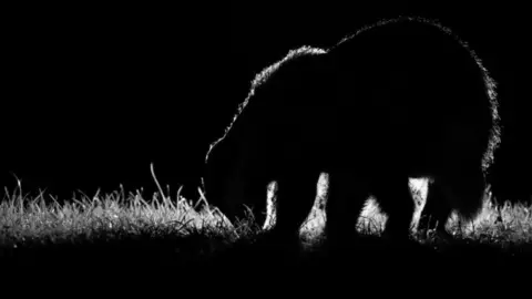 Christopher Christopher's black and white image of a badger with light coming from behind it.