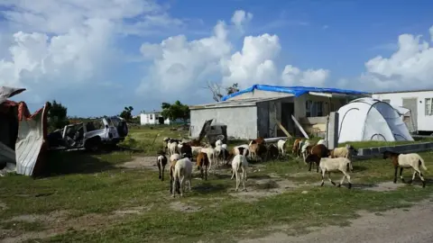 Gemma Handy Goats roam freely around some damaged homes and cars