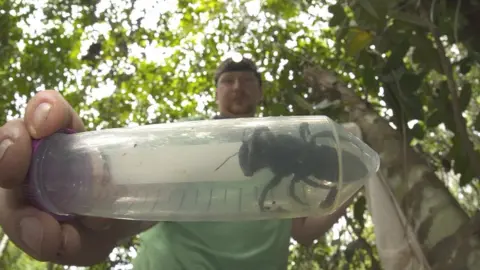 Clay Bolt A single female Wallace's giant bee was found