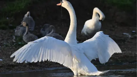 Rob Adamson the swan