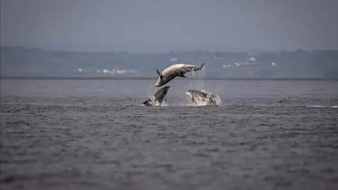 Tom McDonnell/Northcoast Nature Dolphins diving in the Irish Sea, captured from Rathlin's coast