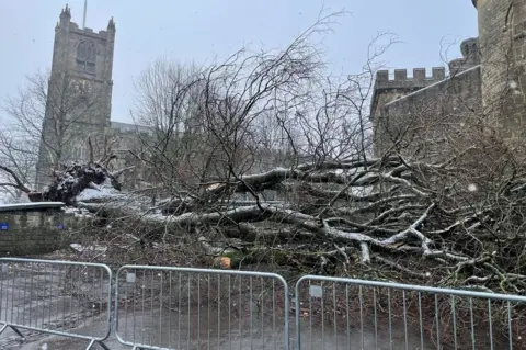 Elm tree felled at Lancaster Priory