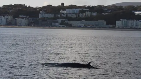 Peter Duncan Dolphin