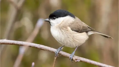 Getty Images Marsh tit