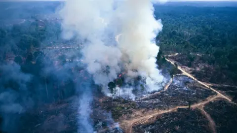 Getty Images forest clearing