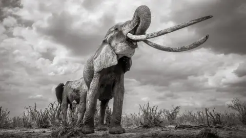 Burrard-Lucas Photography A super-tusker